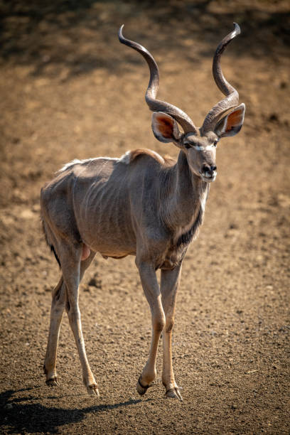 istock Male greater kudu walks over bare ground 1300650758