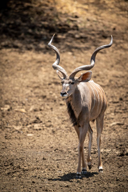 istock Male greater kudu walks down rocky slope 1300650785