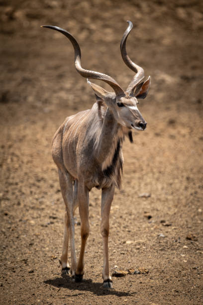 istock Male greater kudu walks across rocky ground 1300650809