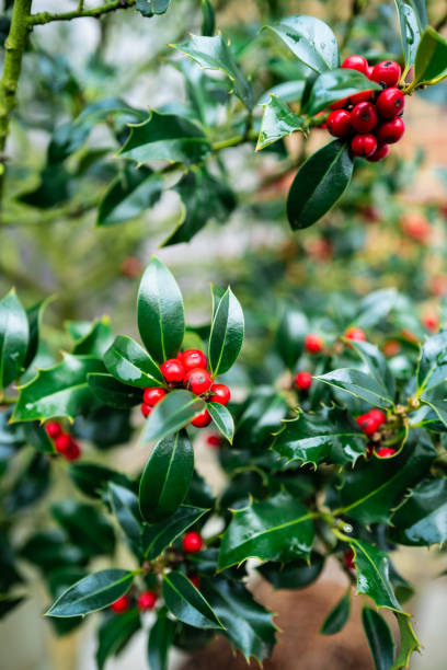 istock Red berries on the holly bush 1300650840