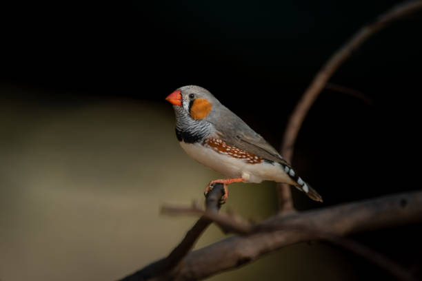 istock Male zebra finch on branch with catchlight 1300650841