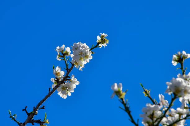 istock Blossoming almond flower against a blue sky 1300650902