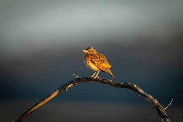 Rufous-naped lark in sunshine on curved branch Rufous-naped lark in sunshine on curved branch rufous naped lark mirafra africana stock pictures, royalty-free photos & images