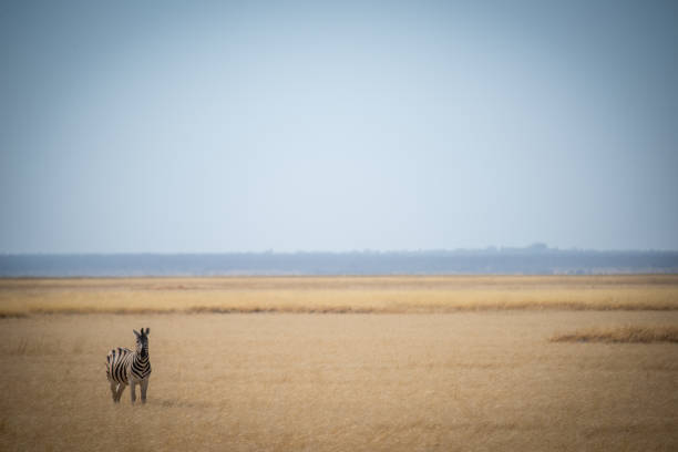 istock Plains zebra stands in savannah eyeing camera 1300650956