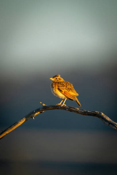 Rufous-naped lark on curved branch in sunshine Rufous-naped lark on curved branch in sunshine rufous naped lark mirafra africana stock pictures, royalty-free photos & images