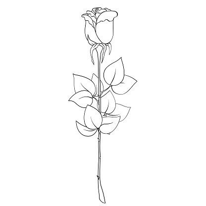 Single rose flower, plant with stem and leaves on white background. Blooming bud, thorns, black outline hand drawn sketch. Vector for holiday, gift, plant, nature illustration, coloring book.