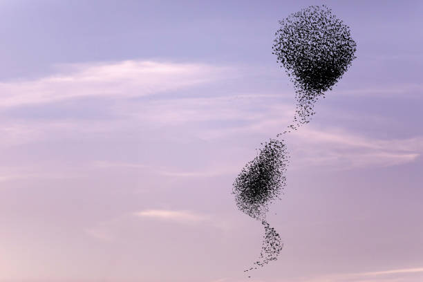 Birds dancing