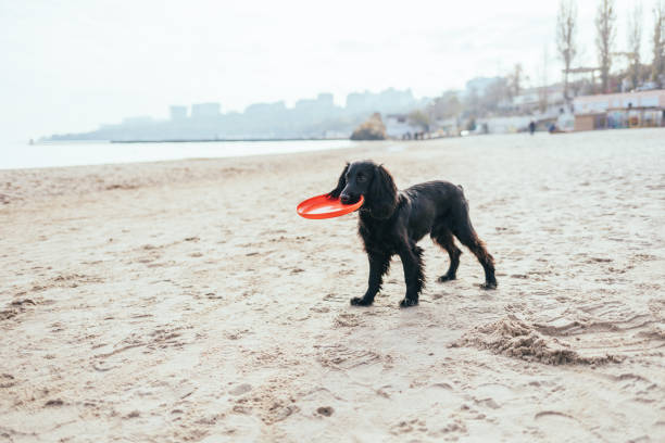 Black spaniel puppy holds its frisbee toy in its teeth while standing on spacious sandy seashore on spring day.