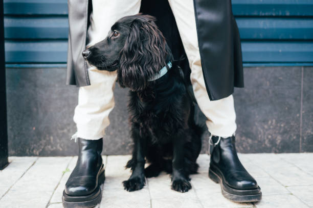 istock Cute black spaniel dog during walk sits 1300654075