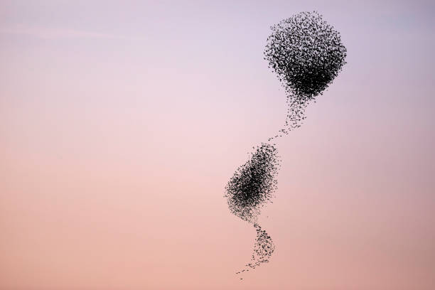 istock Birds dancing. Sky background. Birds: Starling. 1300654204
