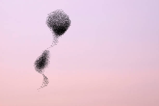 istock Birds dancing. Sky background. Birds: Starling. 1300654433