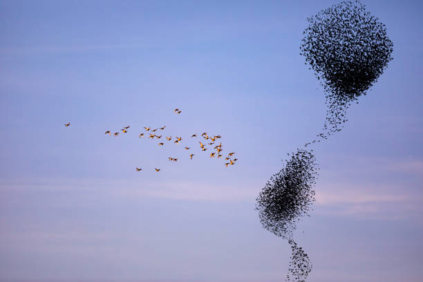 istock Birds dancing. Sky background. Birds: Starling. 1300654435