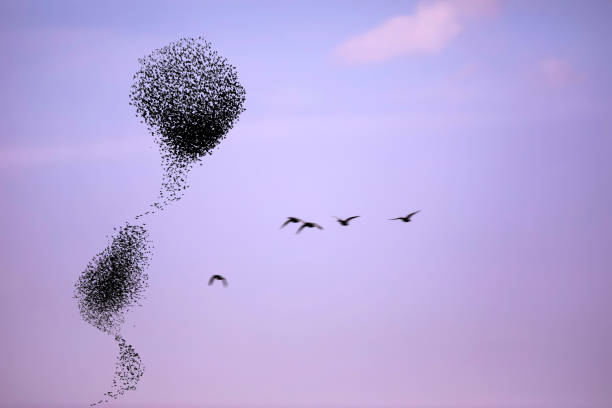 istock Birds dancing. Sky background. Birds: Starling. 1300654982
