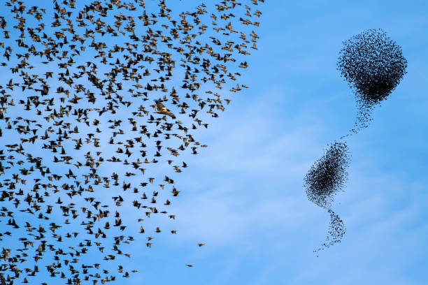 istock Birds dancing. Sky background. Birds: Starling. 1300654995