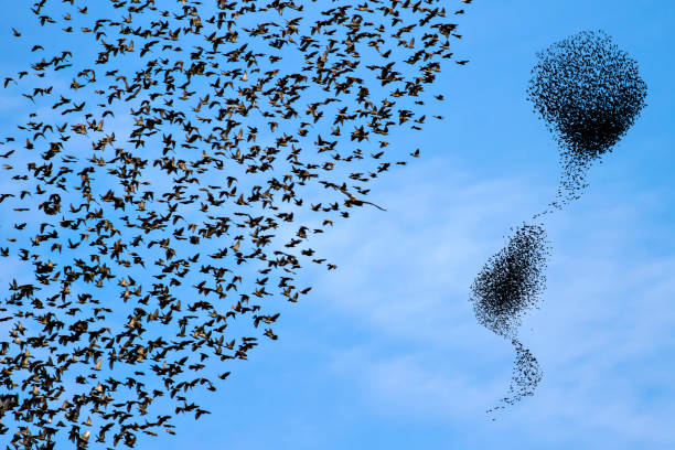 istock Birds dancing. Sky background. Birds: Starling. 1300655008