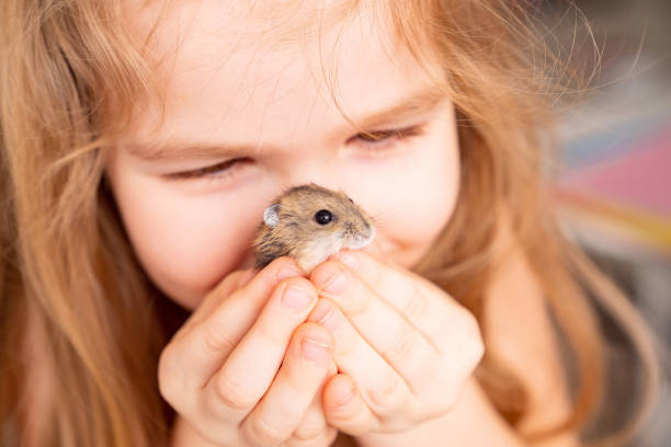 istock A little girl holds a hamster at her face. 1300655269