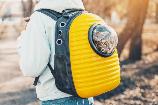 istock Funny yellow backpack with a transparent window porthole for walking and carrying cats. Concept of a hiking with pet in park or going to the vet 1300655412