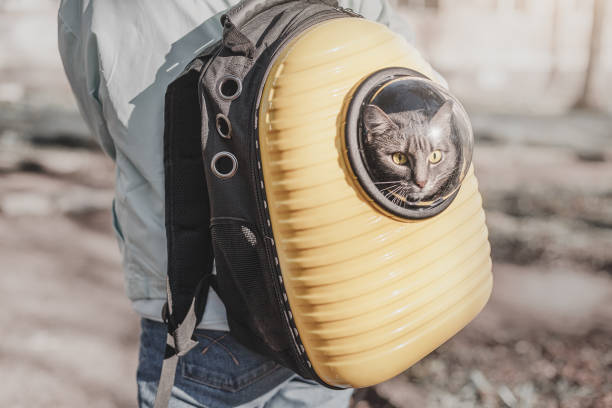 Funny yellow backpack with a transparent window porthole for walking and carrying cats. Concept of a hiking with pet in park or going to the vet