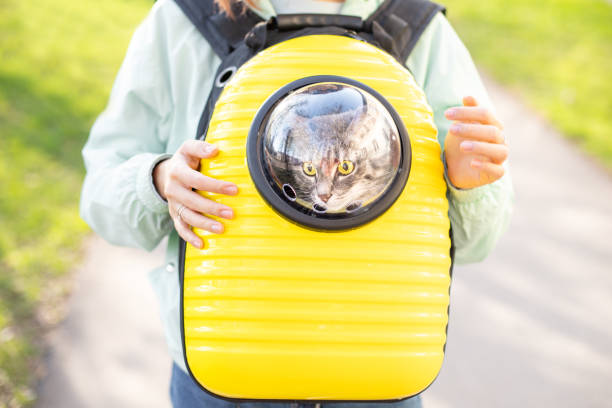 istock Funny yellow backpack with a transparent window porthole for walking and carrying cats. Concept of a hiking with pet in park or going to the vet 1300655424