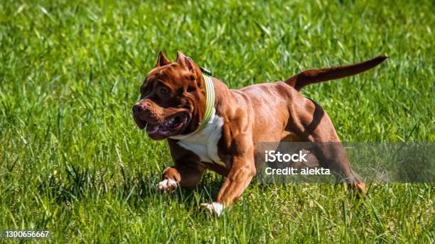 American Pit Bull Running In The Field On Coursing Competition Stock Photo - Download Image Now