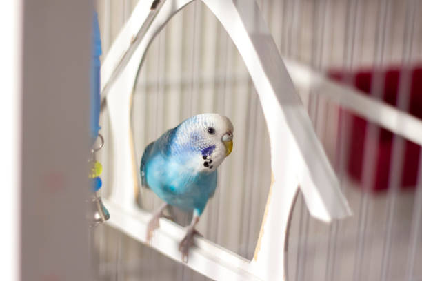 A budgie. A blue budgie sits in a cage. Poultry. A budgie in a birdcage.