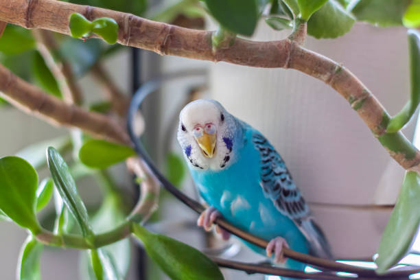 A beautiful blue budgie sits without a cage. A beautiful blue budgie sits without a cage on a house plant. Tropical birds at home. Feathered pets at home. budgerigar photos stock pictures, royalty-free photos & images