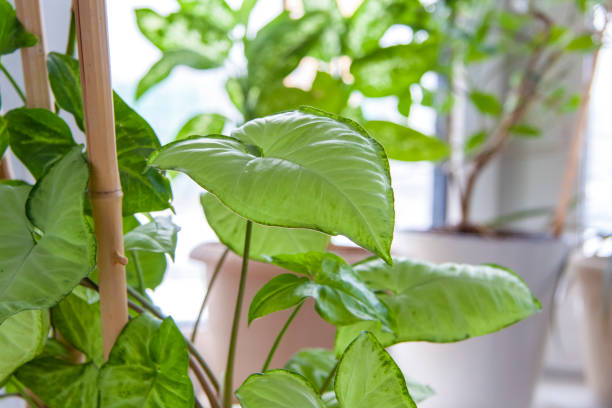 istock Home garden. Potted flowers. Stylish botanical interior. 1300656916