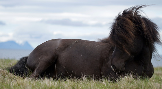 One white and one brown Icelandic horse against a fence in a pasture with snowy mountains behind￼