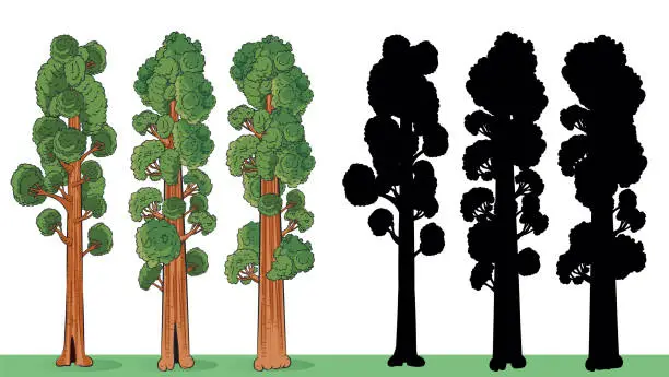 Vector illustration of Redwood tree