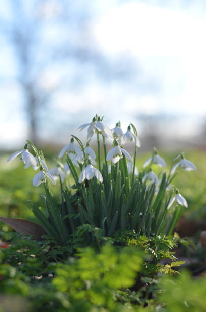 White snowdrops in the forest White snowdrops in the middle of the forest on a sunny day. These are the first flowers of the season and an early sing of a coming spring. Beautiful and tender flowers. snowdrops in woodland stock pictures, royalty-free photos & images