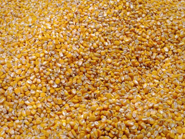 Full Frame Background of Pile of Dry Yellow Sweet Corn Kernels