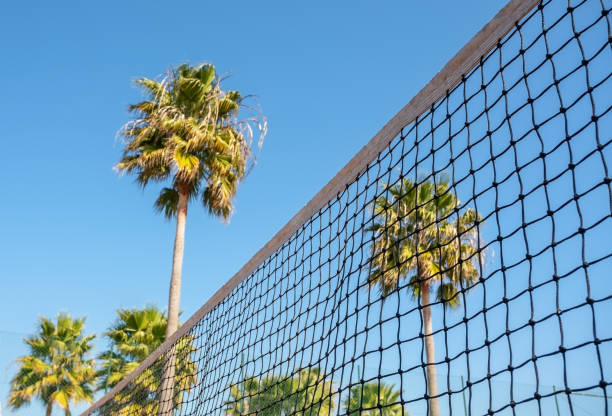 istock Conceptual sporty view tennis net on palm tree background. 1300661585