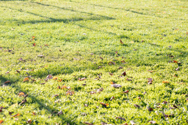 Top view of a maple tree leave falling on the grasses in autumn