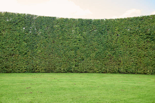 istock Background of green plant wall 1300662616