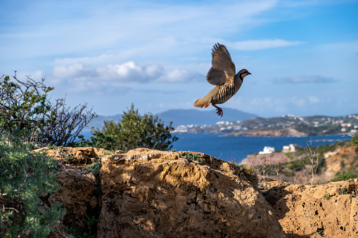 Partridge in nature. Wild red legged partridge in natural habitat. Game bird flying over a rock, blue sea and sky background, cape Sounio area Attica Greece
