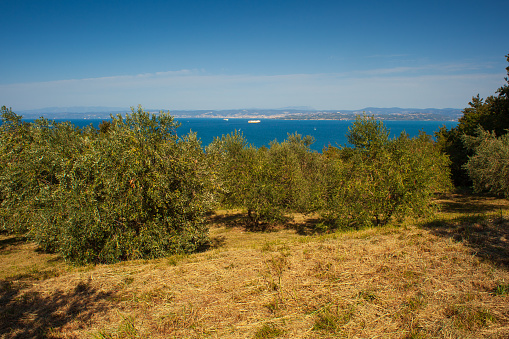View of olive groove next to the Adriatic sea in Strunjan, Slovenian istria
