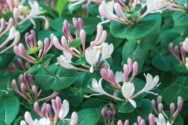 perfoliate geißblatt (lonicera caprifolium) blüht im sommergarten - honeysuckle pink stock-fotos und bilder