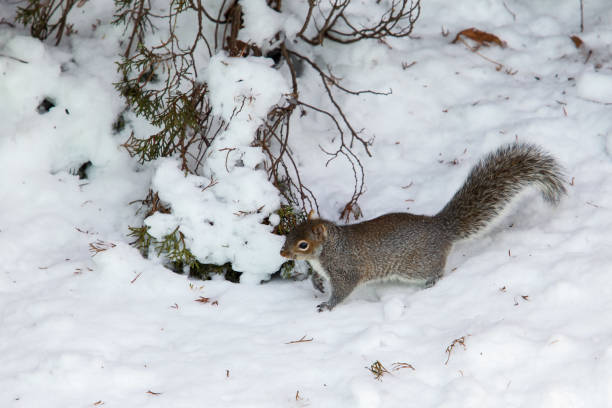 istock Squirrel walking on snow after winter blizzard 1300664960