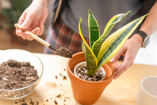 istock Man gardeners watering plant 1300664994