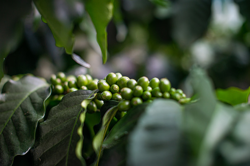 Coffee Plant - Coffee Tree