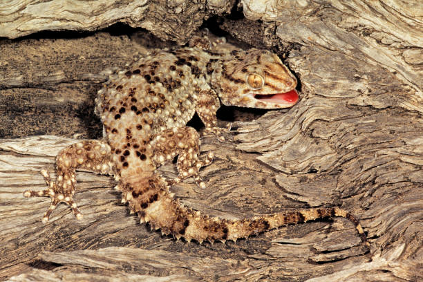 istock A bibron gecko (Pachydactylus bibronii) camouflaged on tree bark, South Afric 1300666661