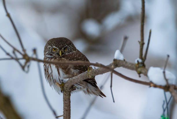 istock Eurasian pygmy owl (Glaucidium passerinum) in winter 1300666692
