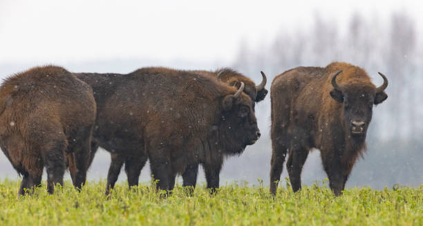 istock European Bison herd resting in snowy field 1300666711
