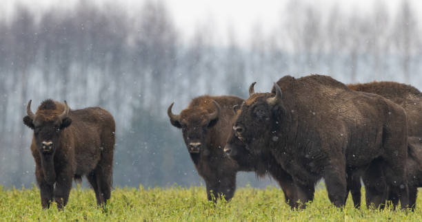 istock European Bison herd resting in snowy field 1300666727
