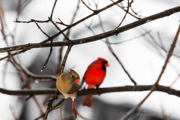 istock Two cardinal male and female sitting outside on tree in winter 1300666790