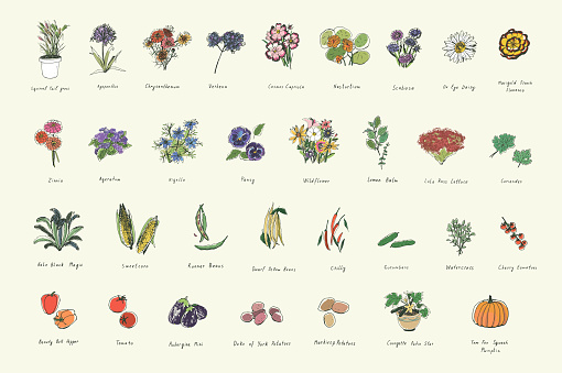 Plants, herbs, vegetables, flowers vector illustrations set