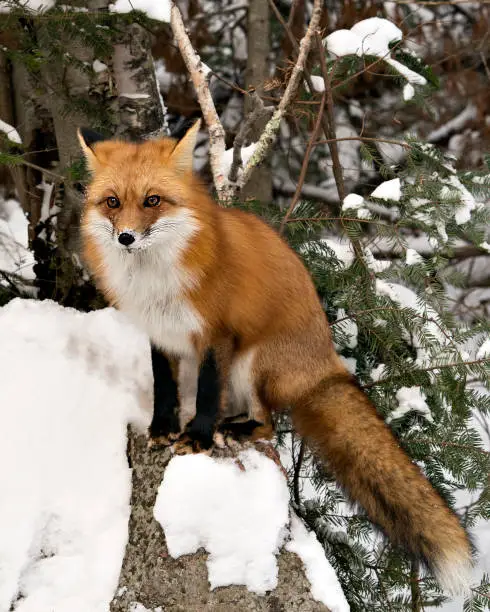 Red fox looking at camera, sitting on a rock in the winter season in its environment and habitat with snow background displaying bushy fox tail, fur. Fox Image. Picture. Portrait. Fox Stock Photo.