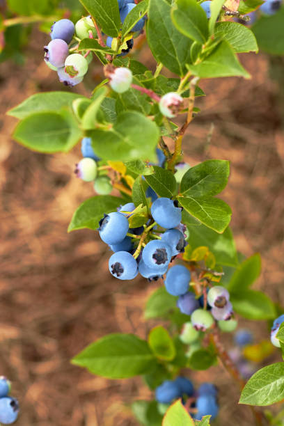 fresh organic blueberrys on the bush. vivid colors. fruit growing in a garden - medicine closed antioxidant close to imagens e fotografias de stock