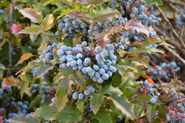 istock Blue Mahonia berries (Latin Mahonia aquifolium) or Oregon grapes 1300669531