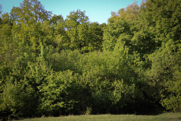 istock Green trees as a beautiful background. 1300671593
